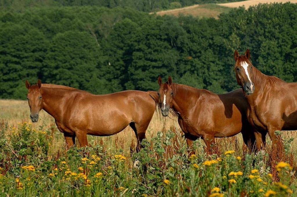 Farma Vysoka 3* Chrastava